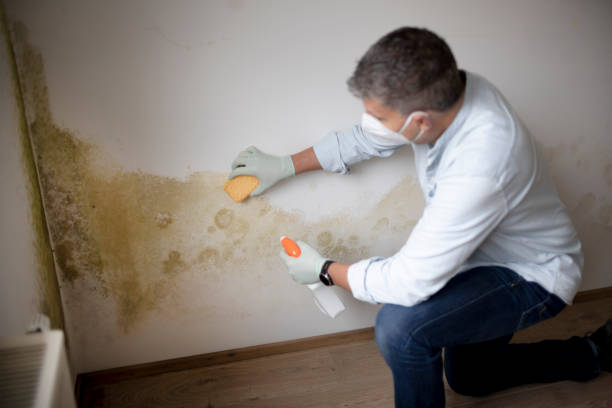 Best Asbestos and Lead Testing During Mold Inspection  in Cedar Hills, OR