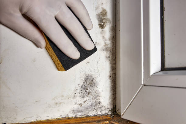 Biohazard Mold Removal in Cedar Hills, OR